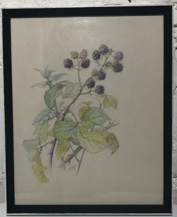 Original old painting pencil & water colour by H. Francis (1960)