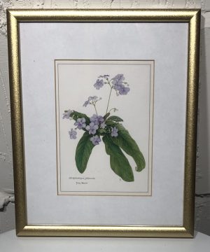South African Botanical Art